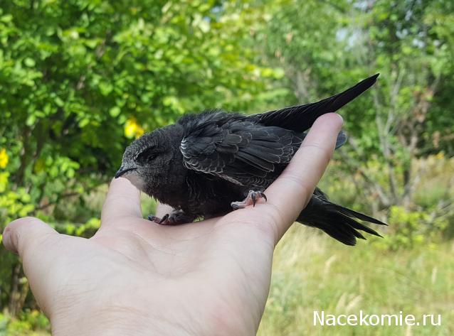 "Живой уголок"