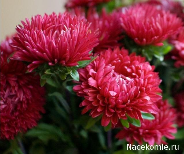 Наши Дни Рождения