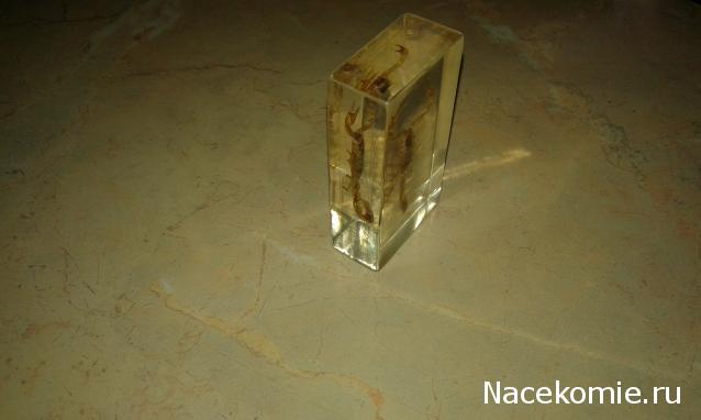 "Живой уголок"