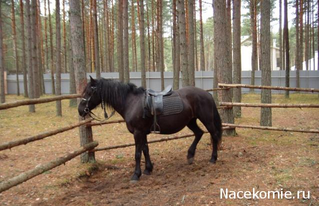 "Живой уголок"