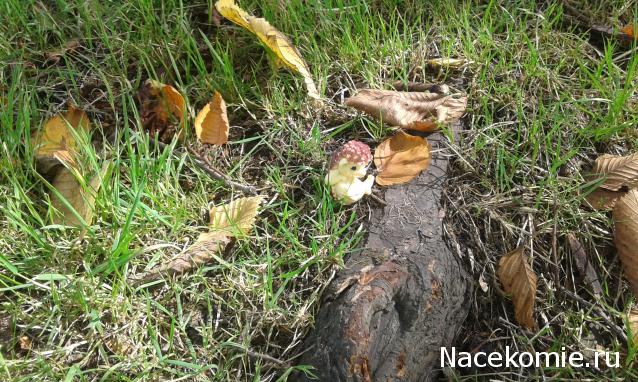 "Живой уголок"