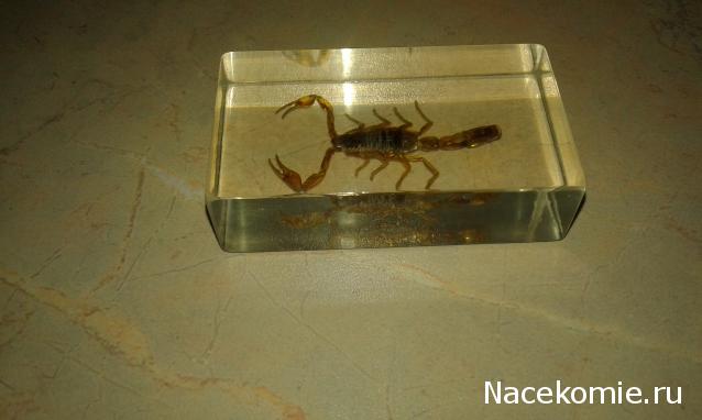 "Живой уголок"