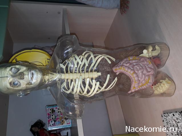 Тело Человека (DeAgostini) - График выхода и обсуждение