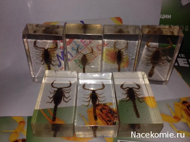 "Живой уголок"