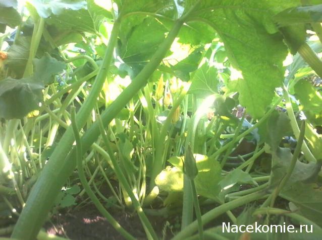 "Живой уголок"