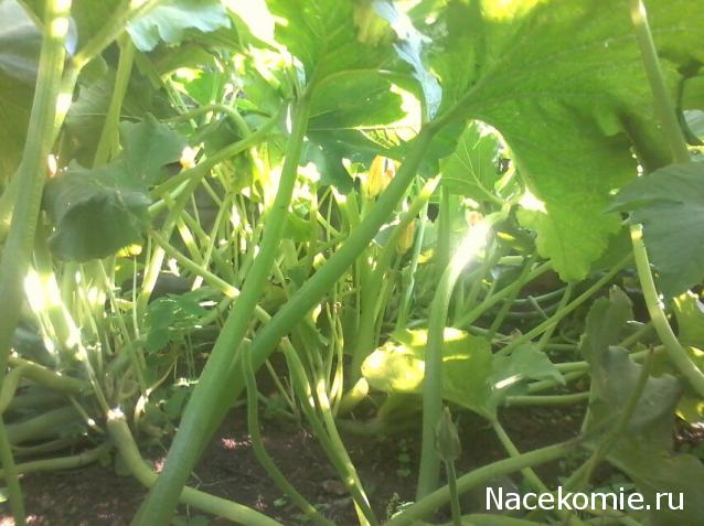 "Живой уголок"