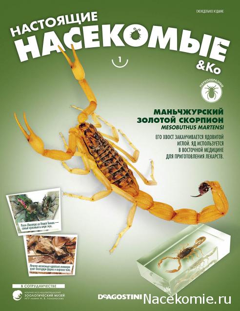 Настоящие Насекомые & Ко - График выхода и обсуждение