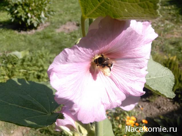 "Живой уголок"