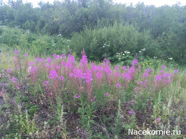 "Живой уголок"