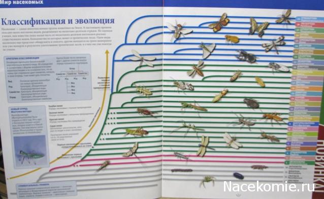 Насекомые & Ко №1 - Маньчжурский Золотой Скорпион