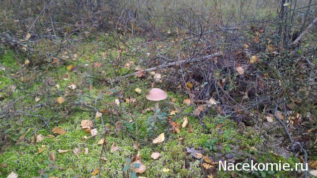 Мой любимый город или дорогие сердцу места