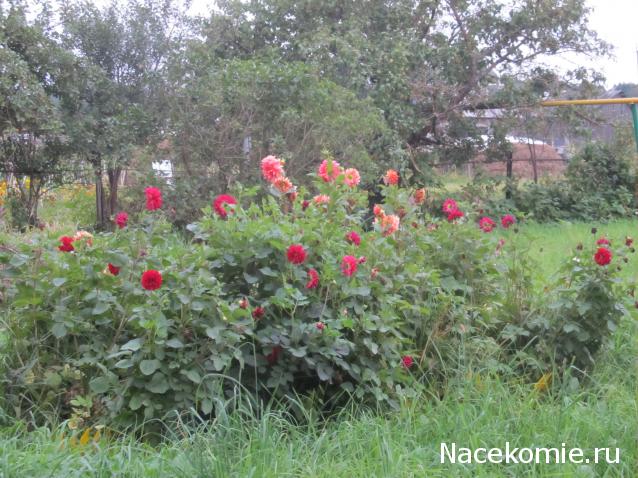 "Живой уголок"