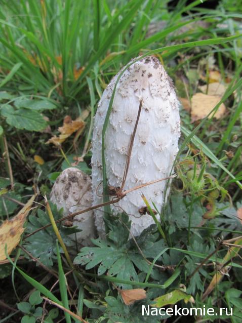 "Живой уголок"