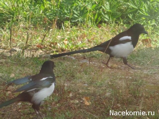 "Живой уголок"