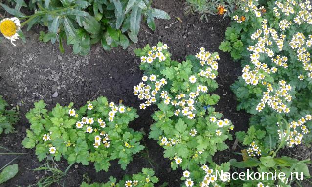 "Живой уголок"