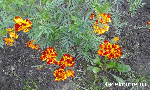 "Живой уголок"