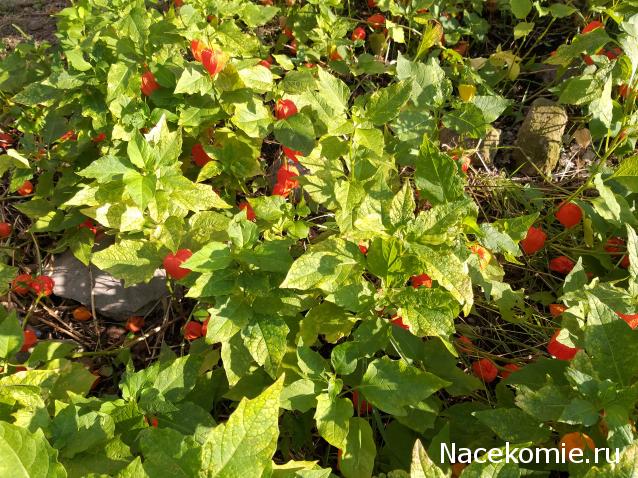 "Живой уголок"