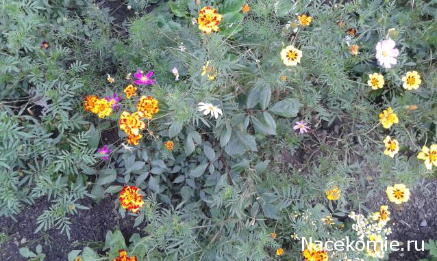 "Живой уголок"