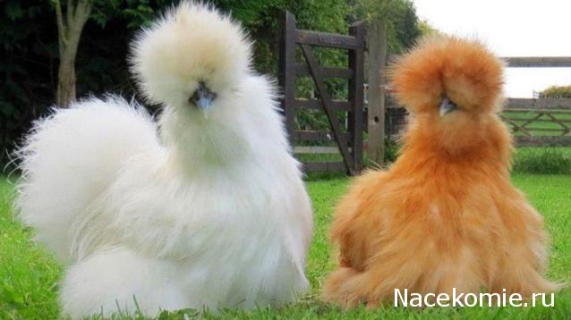 "Живой уголок"