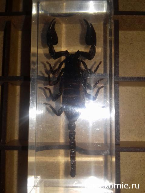 "Живой уголок"