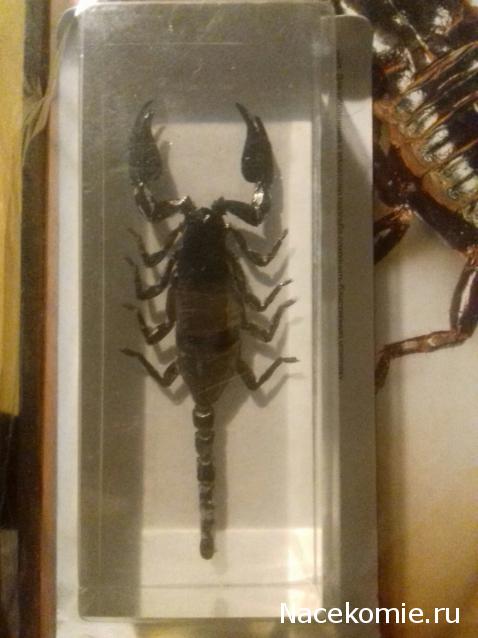 "Живой уголок"