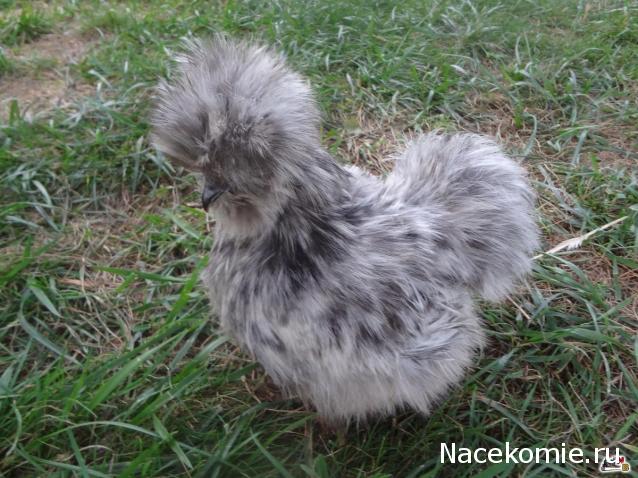 "Живой уголок"