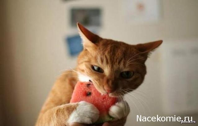 Кулинарный отдел