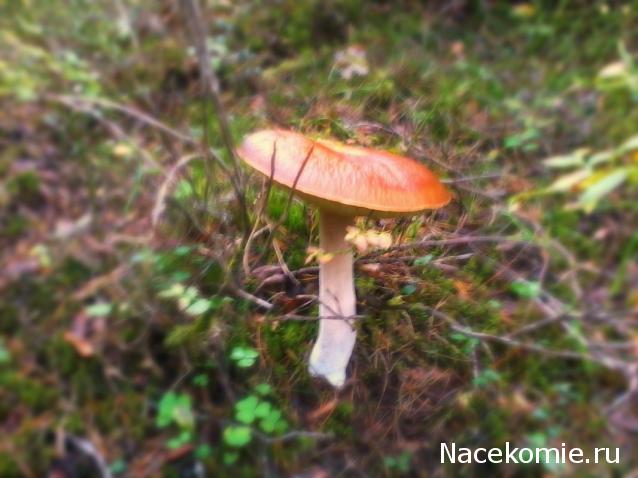 "Живой уголок"