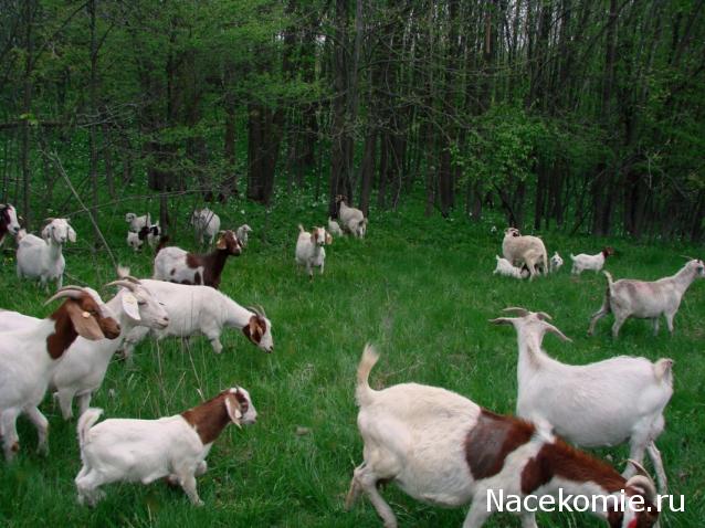 "Живой уголок"