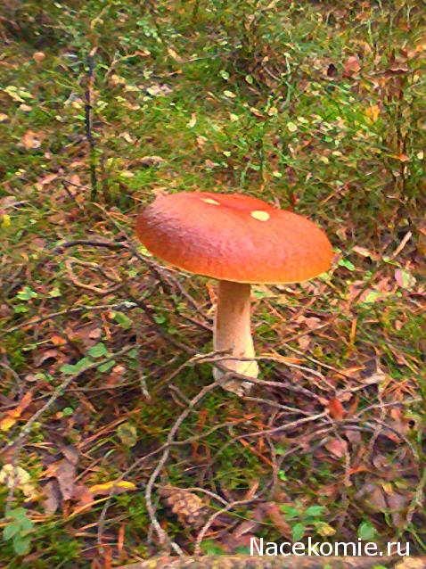 "Живой уголок"