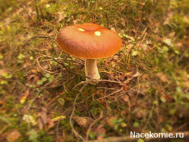 "Живой уголок"