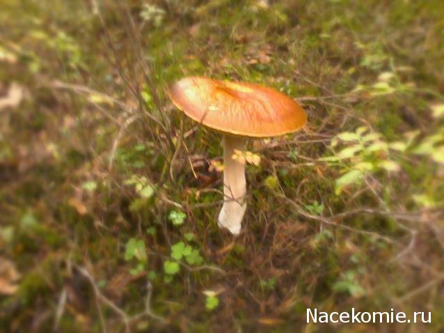 "Живой уголок"