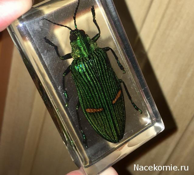 Насекомые №71 - Жук-златка Катоксанта Опулента (Catoxanta opulenta)