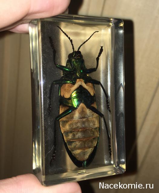 Насекомые №71 - Жук-златка Катоксанта Опулента (Catoxanta opulenta)