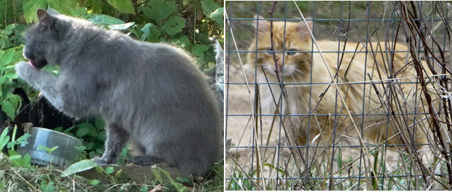 Фото кошек)))))