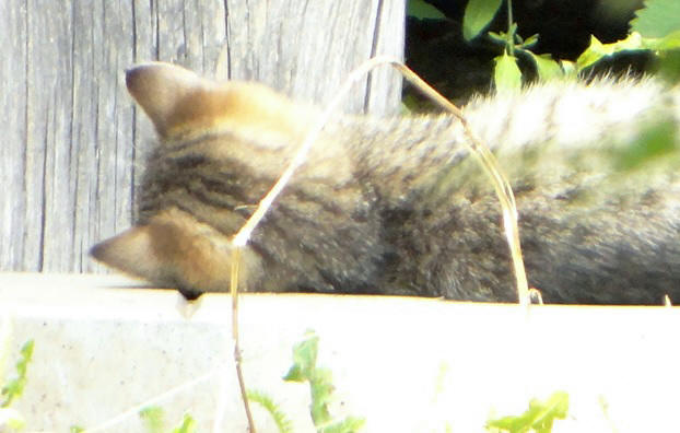 Фото кошек)))))