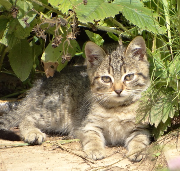 Фото кошек)))))