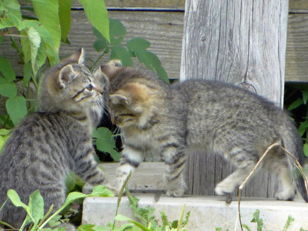 Фото кошек)))))