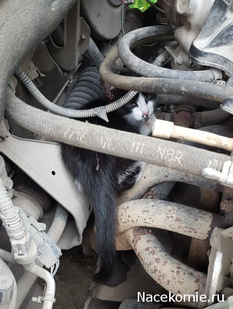 "Живой уголок"