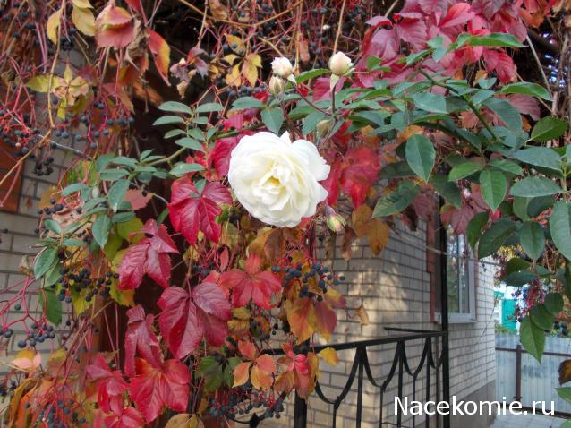 Куклы в народных костюмах – "Девчушки-болтушки"