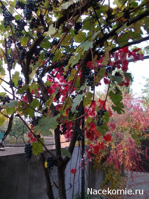 Куклы в народных костюмах – "Девчушки-болтушки"