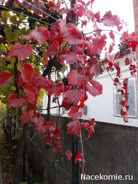 Куклы в народных костюмах – "Девчушки-болтушки"