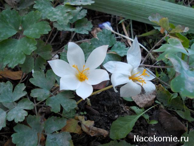 Куклы в народных костюмах – "Девчушки-болтушки"