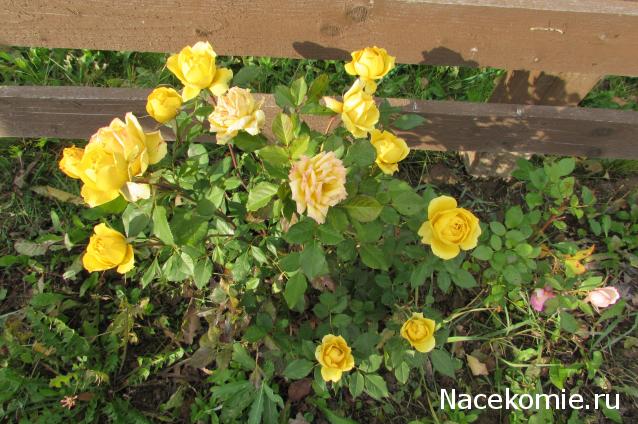 "Живой уголок"