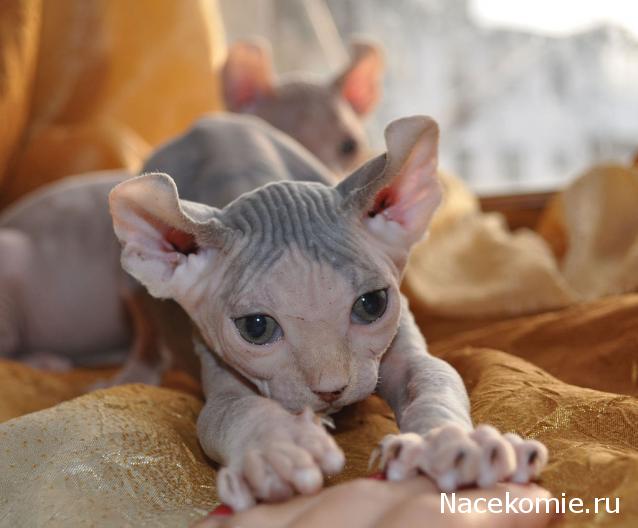 Фото кошек)))))