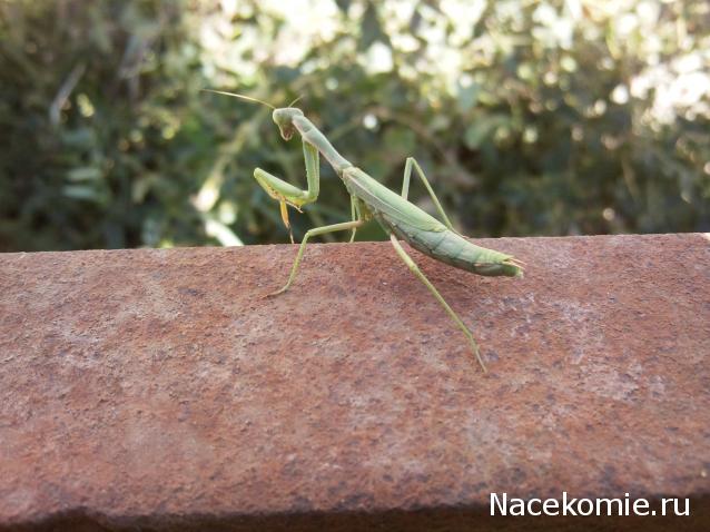 "Живой уголок"