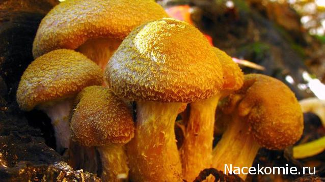 "Живой уголок"