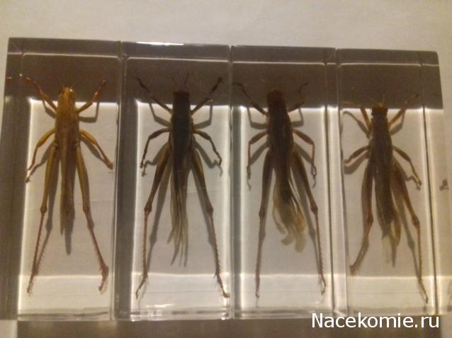 "Живой уголок"