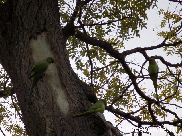 Куклы в народных костюмах – "Девчушки-болтушки"