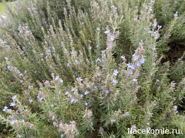 Куклы в народных костюмах №32 Кукла в азербайджанском праздничном костюме